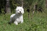 WESTIE 084
